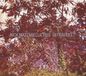Ultraviolet Nick Mazzarella Trio - Ultraviolet