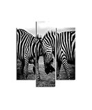 Homemania Wandafbeelding, zebra, 3-delig, dieren, woonkamer, slaapkamer, meerkleurig, 57 x 0,3 x 60 cm, HM203MDF261, MDF