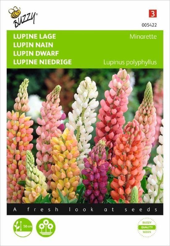 Buzzy Zaden Lupinus lage Lupine Minarette Buzzy