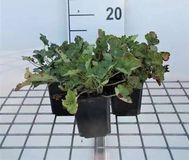 GRDplanten Heuchera 6x Purperklokje - Heuchera sang. 'Leuchtkäfer' | 9x9 cm pot