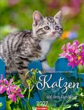 Katzen auf dem Lande Kalender 2027