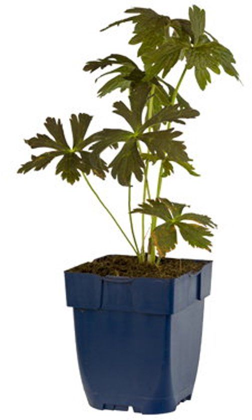 Griffioen - Geranium macul. 'Espresso'