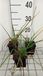 GRDplanten Kniphofia 6x Vuurpijl - Kniphofia hybr. 'Tawney King' | 9x9 cm pot