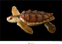 Loggerhead National Geographic Poster - Onechte Karetschildpad - 50 X 70 Cm - Multicolor