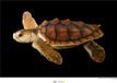 Loggerhead National Geographic Poster - Onechte Karetschildpad - 50 X 70 Cm - Multicolor