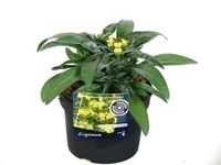 GRDplanten Groendecor Tuinarchitectuur 6x Muurbloem - Erysimum hybr. Yellow Bird' | 9x9 cm pot