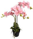 Oosterik Home Orchidee new pink in pot H 60 cm kunstplant