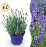 Green boutiQ Lavendel Lavandula angustifolia Hidcote - Paars - 6 Planten - Pot 12cm