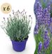 Green boutiQ Lavendel Lavandula angustifolia Hidcote - Paars - 6 Planten - Pot 12cm
