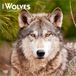 Wolves BrownTrout Wolves – Wölfe 2026 – 16-Monatskalender: Original BrownTrout-Kalender [Mehrsprachig] [Kalender]