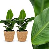 Green boutiQ Musa Oriental Dwarf - Dwergbanaan - 2 Planten - met Zeegras Mand - Pot 12cm - Hoogte 30cm