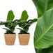 boutiQ Musa Oriental Dwarf - Bananier nain - 2 plantes - avec panier en jonc marin - pot 12cm - hauteur 30cm