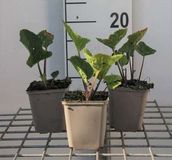 GRDplanten Groendecor Tuinarchitectuur 6x Crambe - Crambe cordifolia | 9x9 cm pot