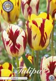 Dutch Flower Lady Vermeer Garden Tulpenbollen 10 stuks bolmaat 12+