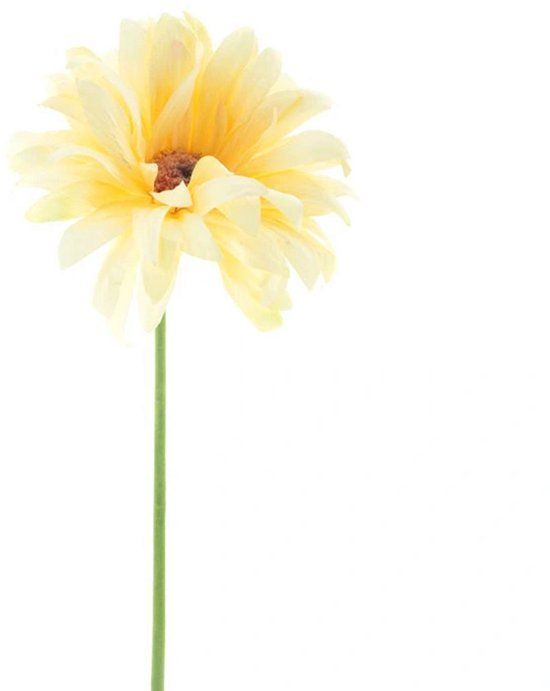 Erutan avon Gerbera spray Lotte cream 76 cm