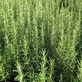 Bol Rosmarinus Officinalis - Romarin 25-30 cm pot