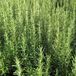 Bol Rosmarinus Officinalis - Romarin 25-30 cm pot