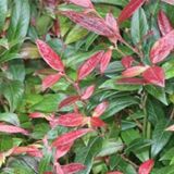 Arborix Leucothoe 'Zeblid' - Druifheide 20-30 cm pot