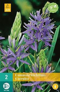 Jub Camassia Camassia leichtlinii Caerulea 14/+ cm bloembol per 2