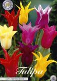 Dutch Finest Quality Leliebloemig Mixed Lilyflowering Tulpenbollen 10 stuks bolmaat 12+