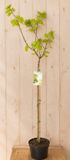 Warentuin Natuurlijk Acer Platanoides Noorse Esdoorn 'Princeston Gold' 150 cm