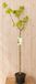 Warentuin Natuurlijk Acer Platanoides Noorse Esdoorn 'Princeston Gold' 150 cm