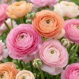 Green boutiQ - 320x Ranunculus Pastel Mix