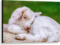KuijsFotoprint Canvas - Rustend Babygeitje - 100x75cm - Foto op Canvas Schilderij