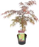 Plant-e-motion Acer palmatum 'Garnet' - Japanse esdoorn - Hoogte 40/50 cm - 19cm Ø pot - Bladkleur: Donker Rood