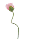 Erutan Avon Poppy spray Ilse pink 69 cm kunstbloem