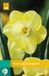 JUB Narcissus Cairngorm JUB, 5 bloembollen