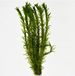 Moerings Elodea densa | Waterpest | In Beker