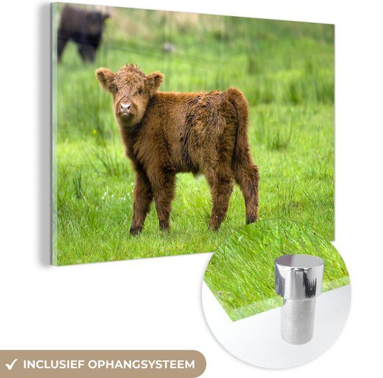 MuchoWow® Glass Painting 150x100 cm - Acrylic Glass Painting - Scottish Highlander - Calf - Brown - Grass - Photo on Glass - Paintings