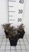 GRDplanten 6x Aster - Aster lateriflorus 'Prince' | 9x9 cm pot