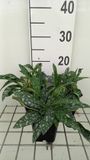 GRDplanten Groendecor Tuinarchitectuur 6x Longkruid - Pulmonaria long. 'E.b. Anderson' | 9x9 cm pot