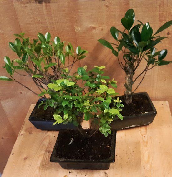 Warentuin natuurlijk - Bonsai boompje Assortiment 1 stuk kamerplant
