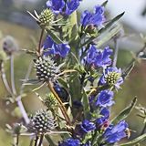 Arborix Bol 6x Echium Vulgare Pot 9x9cm - Prachtige Planten voor Jouw Tuin
