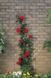 Nature Outside Living Industries Metalen klimrek geplastificeerd grijs H145x72,5cm
