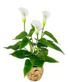 Callaplant Calla Kunstplant in mand - Kunstmatige witte bloemen van kunststof - Kunstbloemen - Zijden bloemboeketten - Aronstamkas Lelie