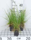 GRDplanten Groendecor Tuinarchitectuur 6x Ruwe smele - Deschampsia cesp. 'Tardiflora' | 9x9 cm pot