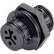 Wieland Electric 4L.021.4043.1 Connecteur pour appareil