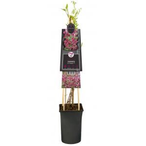Van der Starre Klimplant Clematis Rosalyn Bosrank