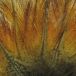 Baetis Plume Colgadera Brun Lion