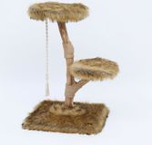 Boony Est 1941 Klimboom Prunus Grizzly Bruin 85 cm
