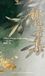 Olive Light Poems by Chen Yajun