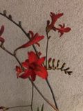 GRDplanten Groendecor Tuinarchitectuur 6x Montbretia - Crocosmia hybr. 'Lucifer' | 9x9 cm pot
