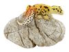 Top Collection Miniatuur Fairy Garden en Terrarium Leopard Gecko op Rock Standbeeld