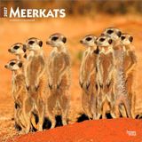Meerkats Browntrout Publishers Meerkats - Erdmännchen 2027 - 16-Monatskalender