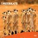 Meerkats Browntrout Publishers Meerkats - Erdmännchen 2027 - 16-Monatskalender