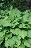 GRDplanten Groendecor Tuinarchitectuur 6x Funkia - Hosta hybr. 'Honeybells' | 9x9 cm pot